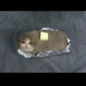 Meet your Posher, Tommy